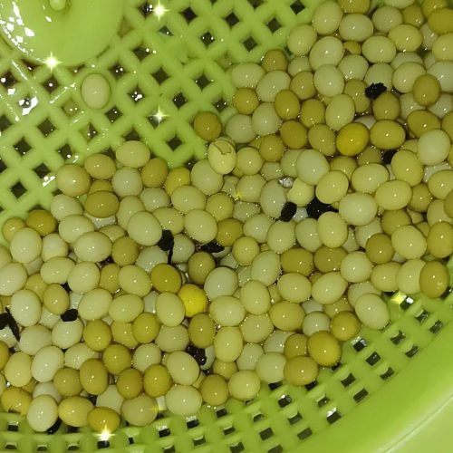 خاویار حلزون