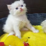 بچه گربه پرشین هیمالین سفید چشم آبی