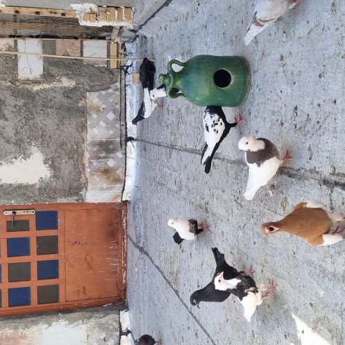 30کبوتررنگی