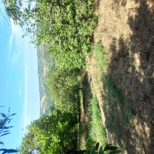 زمین کشاورزی