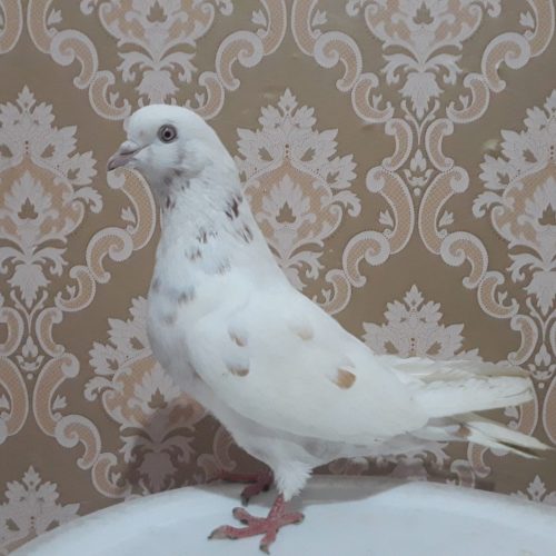 10 عدد کبوتر پرشی و زوردار