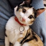 واگذاری رایگان گربه ملوس و دوست داشتنی