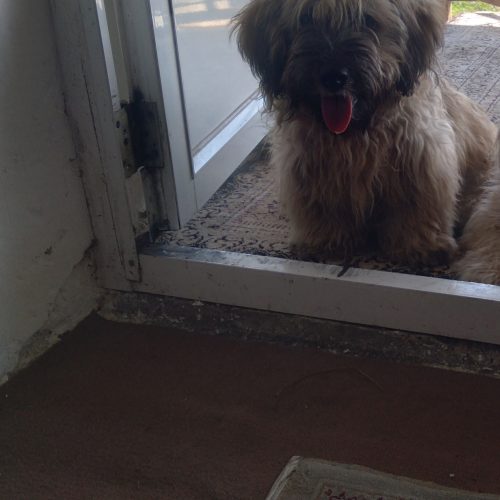 سگ سالم است.