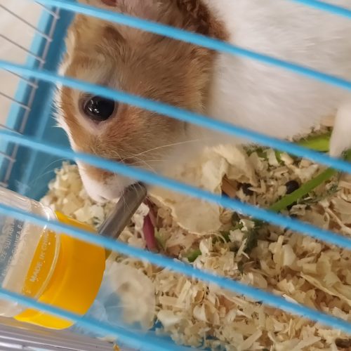 خرگوش هلندی سفید کرم