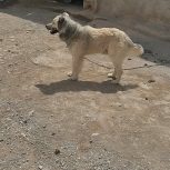 واگزاری سگ ادمگیر و دهن پاک