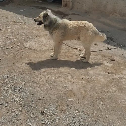 واگزاری سگ ادمگیر و دهن پاک