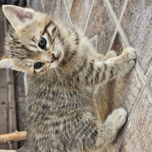 واگذاری گربه