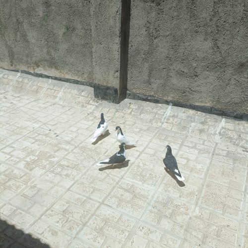 کفتر ساده سیاه و خال