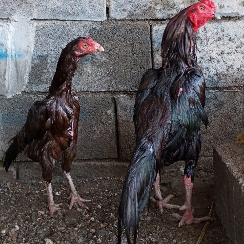 خروس و مرغ میانوالی