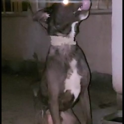 دوعددسگ قدرجونی وسرابی