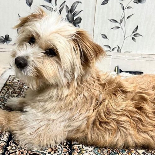 واگذری سگ به صورت رایگان