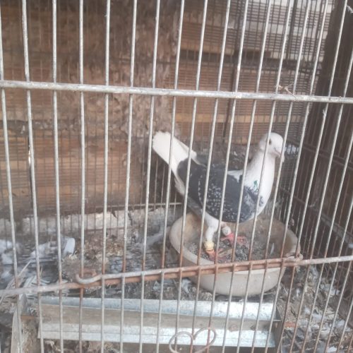 پلاکی پشت دار نر