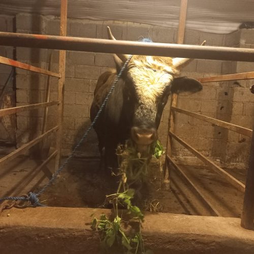 گاو نر چالوسی دو رگ