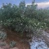 فروش فوری باغ پسته