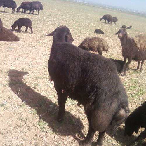 قوچ افشار چهار دندون