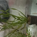 گیاه طبیعی آکواریم