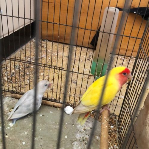 یک جفت کوتوله برزیلی مولد با جوجه و تخم