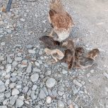 یه ماده مرغ با 8عدد جوجه اصل لاری