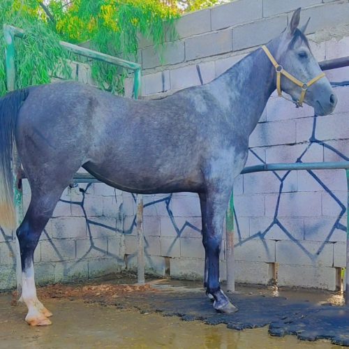 مادیون ابستن