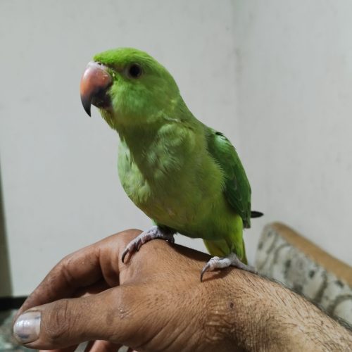 طوطی سالم و سرحال