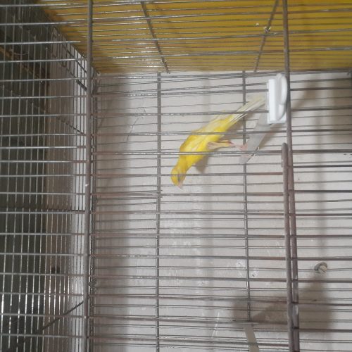 فروش عروس هلندی.مرغ عشق .قناری وفنچ