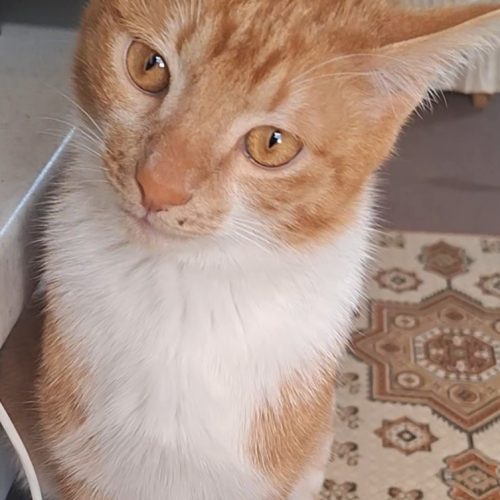 این گربه در اردبیل (شهرک دادگستری) گمشده لطفا در صورت مشاهده اطلاع بدید