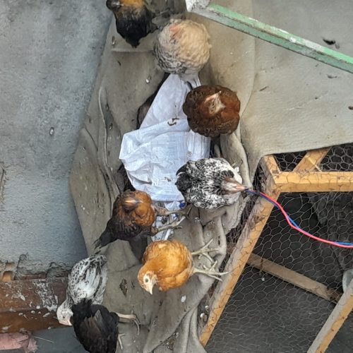 جوجه دوماهه.