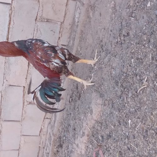 مرغ خروس لاری