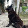 سگ بلک ژرمن کل واکسن ها انجام شده ماده و یک ساله