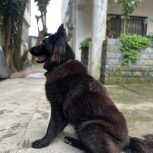 سگ بلک ژرمن کل واکسن ها انجام شده ماده و یک ساله