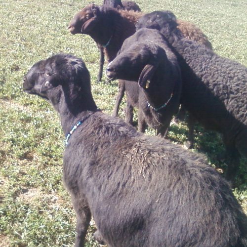 قوچ افشار چهار دندون