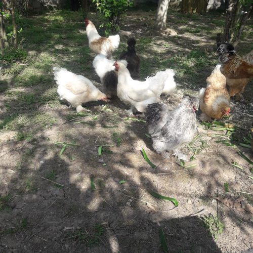 ابریشمی باکیفیت عالی.همه رنگ