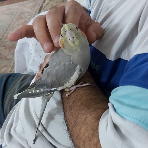 عروس هلندی+ قفس چرخدار و غذا تجهیزات کامل