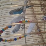 3مرغ عشق با قفس