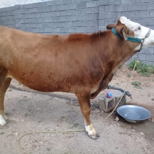 گاو 3ماه آبستن