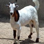 کهر نر وماده