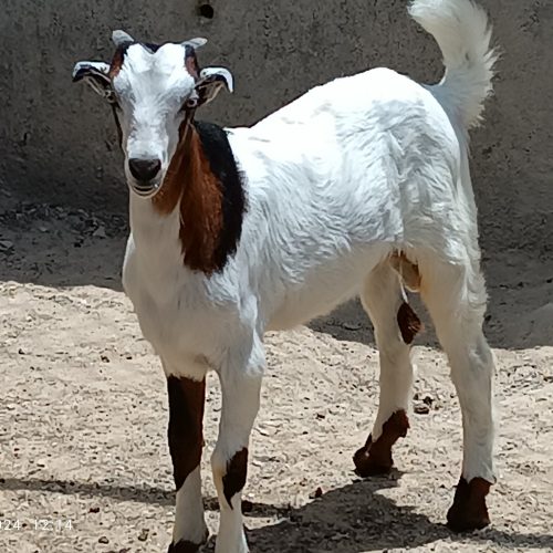 کهر نر وماده