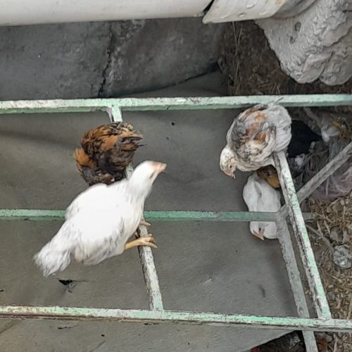 جوجه دوماهه.