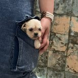 واگذاری مالتیپودل