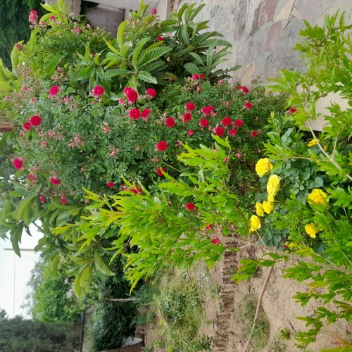 رهن و اجاره باغچه 600 متر با ساختمان