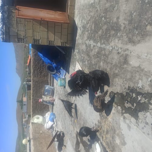 بوقلمون و مرغ