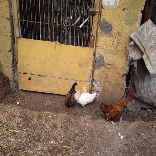 مرغ خروس زینتی