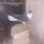 ساده کاکولی