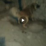 سگ بومی زات قدیم 3ساله