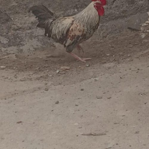 یک عدد خروس خزک زابلی به فروش می‌رسد