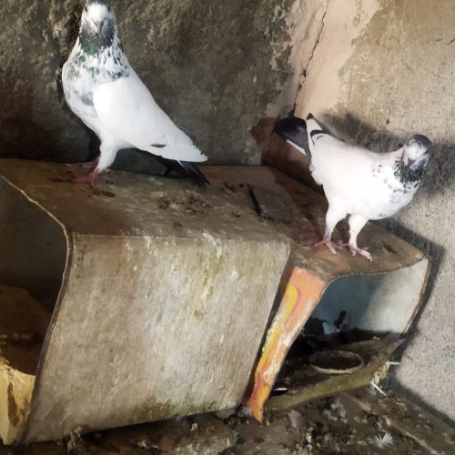 کبوتر فروشی