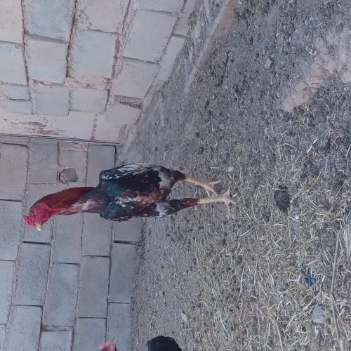 مرغ خروس لاری