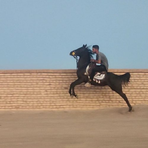 اسب مادیان سیا