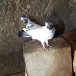 کبوتر فروشی