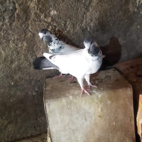 کبوتر فروشی